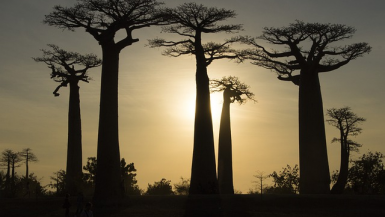 madagascar, baobabs, tree