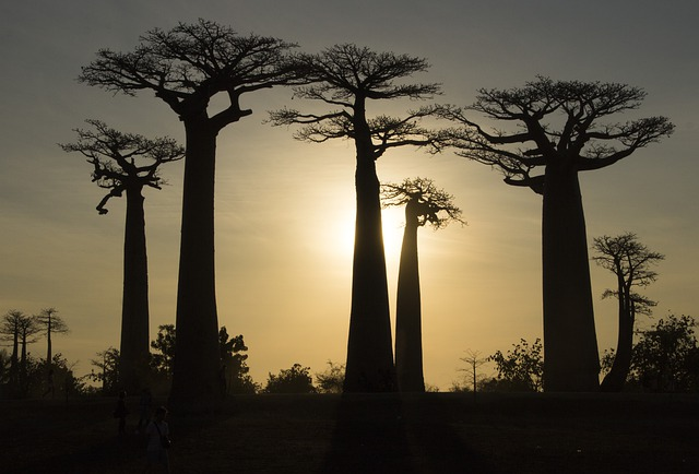 madagaskar, baobaby o zachodzie słońca
