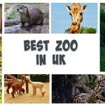 best zoo in the uk